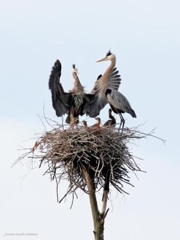 “Regal Family,” by Jeanne Coleman. Courtesy of Toni Crouch “Regal Family,” by Jeanne Coleman