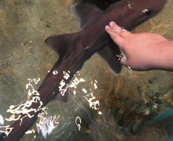 “Touching sharks 101,” as taught by Meghan Smith at the Maine State Aquarium. SUZI THAYER/Boothbay Register