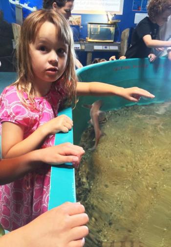 Charlotte Julian Davis was learning the correct way to touch sharks at the Maine State Aquarium on July 17. SUZI THAYER/Boothbay Register