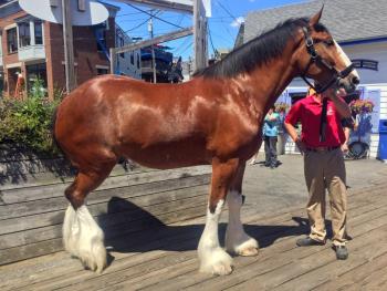 Rico the Clydesdale made for a majestic site on Pier 1 in Boothbay Harbor on July 31. SUZI THAYER/Boothbay Register