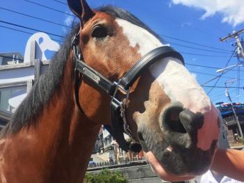 Up close with Rico the Clydesdale. SUZI THAYER/Boothbay Register