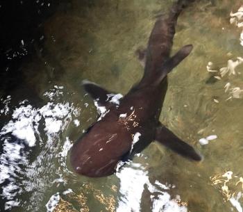 Sharks come to the surface when they recognize their caretakers at the Maine State Aquarium. SUZI THAYER/Boothbay Register