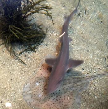 It is a peaceable underwater kingdom for sharks and skates in the shark tank at the Maine State Aquarium. SUZI THAYER/Boothbay Register