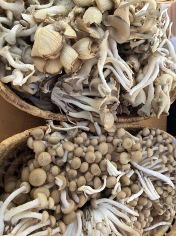 Mushrooms from Oyster Creek Farm & Mushroom Co. in Damariscotta. SUZI THAYER/Boothbay Register