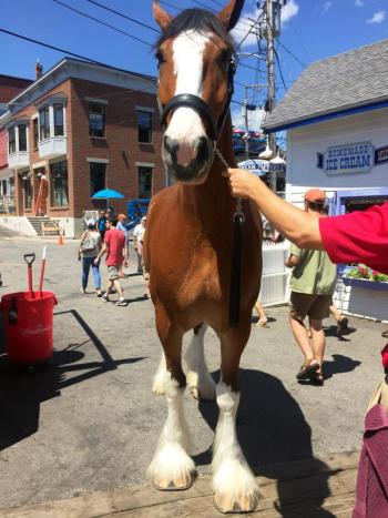 Rico the Clydesdale remained calm as throngs of admirers reveled in his majestic presence. SUZI THAYER/Boothbay Register