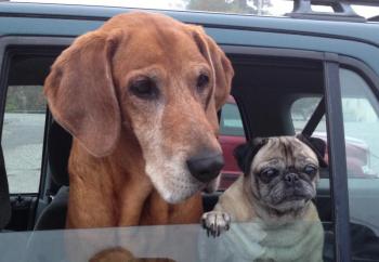 Photo of Buster and Mabel
