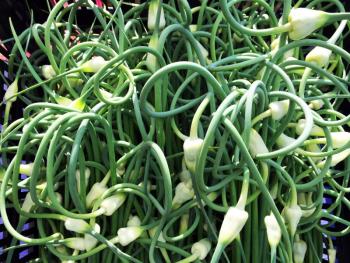 Garlic scapes are a flavorful and artful addition to salads, soups, or pretty much anything. SUZI THAYER/Boothbay Register