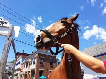 Rico, a one-ton Clydesdale, came to Pier 1 in Boothbay Harbor on July 31, drawing a huge crowd of admirers. SUZI THAYER/Boothbay Register