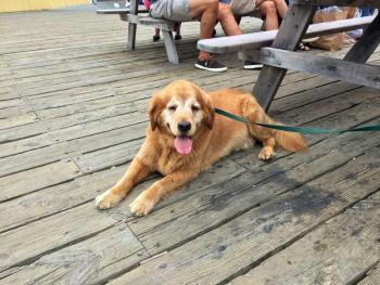 SUZI THAYER/Boothbay Register