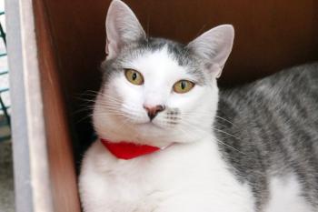 Charlie is a female adult cat available for adoption at the Lincoln County Animal Shelter. The shelter was recently awarded a Belvedere Animal Welfare grant through the Maine Community Foundation to improve technology at the nonprofit. Courtesy photo