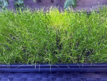 A tray full of We Grow Microgreens’ microgreens. SUZI THAYER/Boothbay Register
