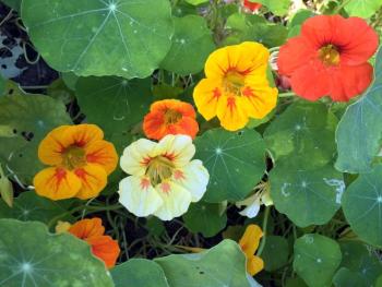 Nasturtiums and other plants and flowers grow in planters all over the deck and dock at We Grow Microgreens’ new location in South Bristol. SUZI THAYER/Boothbay Register