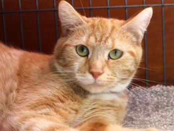 Beth is an adult female orange tiger available for adoption at Lincoln County Animal Shelter, who was recently awarded a Belvedere Animal Fund grant from the Maine Community Foundation. Beth was found on top of a transformer and had burned paws when she arrived at the shelter. She's fully healed now and waiting for her forever family. Courtesy photo