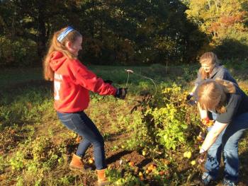 Riley Sullivan, left, helps pull up a tomato plant assisted by Hannah Cola, right, while Savannah Sediry, front, rescues a few ripe tomatoes off the vine. KATRINA CLARK/Boothbay Register