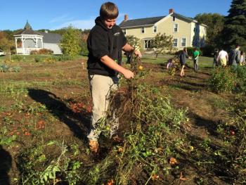 Alex Hibbard untangles two plants stuck together. KATRINA CLARK/Boothbay Register