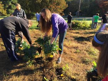 Gabby Boord pulls up bunches of kale. KATRINA CLARK/Boothbay Register
