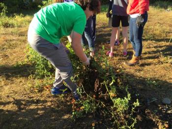 Gerald Gagne giving it his all pulling up old plants. KATRINA CLARK/Boothbay Register
