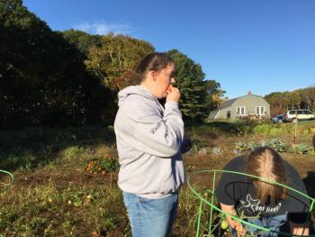 Hannah Witwicki snacks of the leftover veggies in between hauling plants. KATRINA CLARK/Boothbay Register