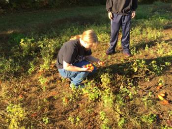 Savannah Sediry collects fallen tomatoes to bring home. KATRINA CLARK/Boothbay Register