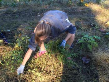 Hannah Cola weeds the ground left behind after the plants are gone. KATRINA CLARK/Boothbay Register