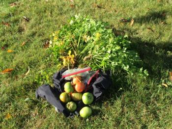 Just a small sample of the produce the kids are taking home. KATRINA CLARK/Boothbay Register