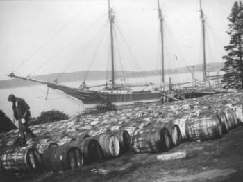 This west-looking view from the Paul Luke property at Linekin shows bookkeeper Jainus Jones counting barrels of oil produced from the fish. They are soon to go aboard the three-masted schooner that is tied up. The main elevated wharf that received fish was further south. The photo is said to have been taken in 1881, but the early 1880s were hard times in the pogie fishery. Maybe the 1890s would be a better guess. Courtesy of the Boothbay Region Historical Society