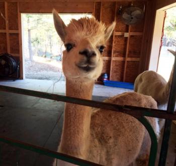 Alpacas are curious, but wary around people. SUZI THAYER/Boothbay Register