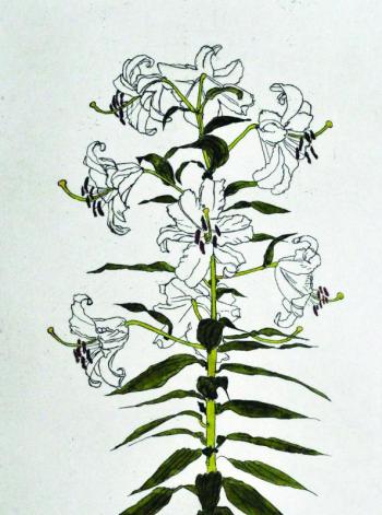 “Oriental Lady,” by Nancy Coleman