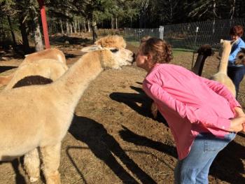 Anne Gobes sneaks a quick kiss with Juliana, one of her 17 alpacas at Cape Newagen Farm. SUZI THAYER/Boothbay Register
