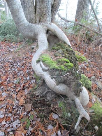 There is always something unusual to see in the woods like this strange growth we found along the shore route of the Linekin Preserve and Burley Loop. PHIL Di VECE/Wiscasset Newspaper