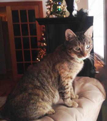 Indy was named by new owner, Nate LaCoste, for his love of race cars. Courtesy of Shelley LaCoste