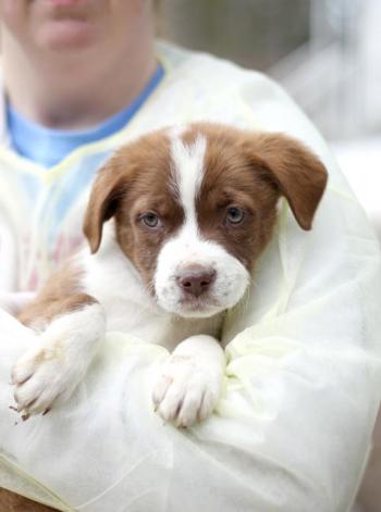 The shelter will be expecting litters of Shepherd mixes, terrier mixes, and other dogs that will be available for adoption on Dec. 19 and eligible for delivery on Christmas morning by Santa or one of his elves. (The above dog is a puppy from a spring rescue.) Previews of the rescued puppies will be posted on the shelter’s Facebook page at facebook.com/CoastalHumaneSociety on Wednesday, Dec. 16. Courtesy of Coastal Humane Society