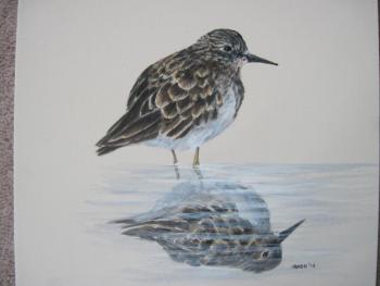 Julie Babb “Least Sandpiper”