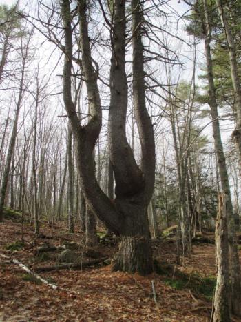 Strangely shaped pines trees like this one seem to abound within the boundary of the Mills Overlook Preserve off Academy Hill Road in Newcastle. PHIL DI VECE/Wiscasset Newspaper