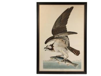 2. “Fish Hawk, Male, Falco Hallaetus”, hand colored lithograph by John James Audubon (NY, 1785-1851) Pl. 81 from the 1830 Havell edition of Birds of America. J,J. Audobon’s Fish Hawk, Male, Falco Hallaetus