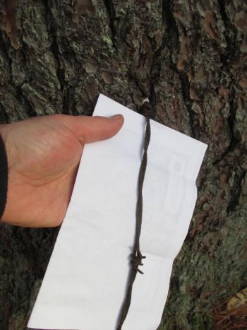 A length of barbed wire is shown surrounded by the trunk of a pine tree on the Damariscotta River Association’s Mills Overlook Preserve. The property was logged out in the 1930s and perhaps once used as pasture land. PHIL DI VECE/Wiscasset Newspaper