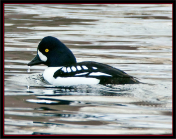 Barrow’s goldeneys, waterfowl, maine, Kirk Rogers, Jeff and Allison Wells, Boothbay Register