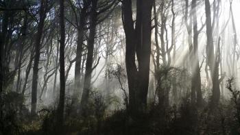Real early morning sunlight coming through man-made fog. Courtesy of Brian Papineau