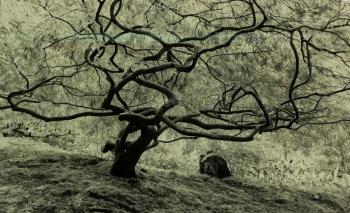 Jennifer Litchfield, Trevett