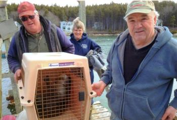 Rescued! Tim Tibbetts, right, and Gerry Gamage of Southport, with Lisa Perry, a volunteer responder for Marine Mammals of Maine, on March 23. The wounded harbor seal in the carrier was discovered by Tibbetts on his float in Christmas Cove that morning. Courtesy of Sue Katzev
