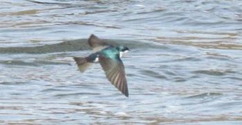 tree swallows, birds, birders, Maine, Boothbay Regiser