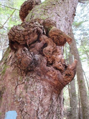 Carved by the hands of Mother Nature and resembling an old man’s face. This unusual sight can be seen in the “Hemlock Grove.” PHIL DI VECE/Wiscasset Newspaper