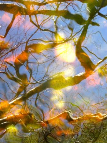 Frog eggs, the yellow areas shown here beneath the water of a small pond, will soon hatch into pollywogs that will grow into frogs. PHIL DI VECE/Wiscasset Newspaper