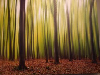 Eva McDermott, “Spirits of the Forest” 
