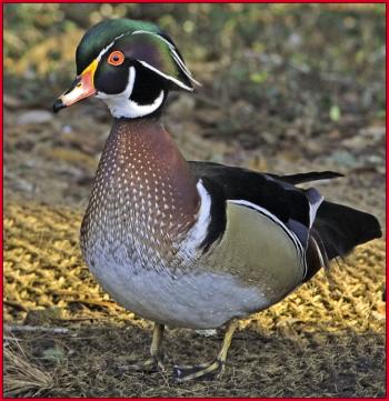 Wood duck, Kirk Rogers, Boothbay Register
