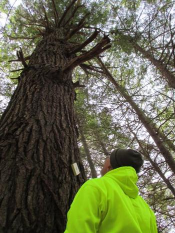 Steve Christiansen of Wiscasset admires the “Venerable Hemlock,” one of several majestic trees that can be seen on the Trails at the Pownalborough Court House. PHIL DI VECE/Wiscasset Newspaper