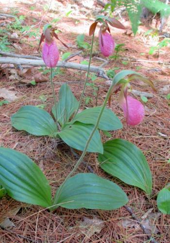 Pink Lady’s Slippers in bloom at the Clough Point Preserve. The blossom shouldn’t be picked. PHIL DI VECE/Wiscasset Newspaper