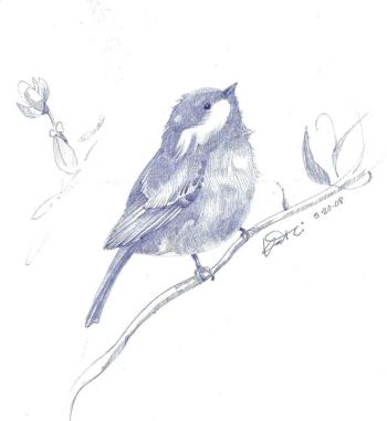 “Chicadee Sketch, Littlest Bird” by Kathi Nordone