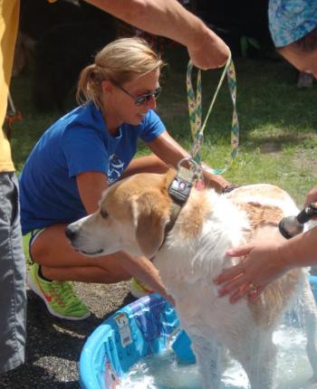 Amy McGraham of Southport and Scottsdale, Arizona volunteers to wash Rex. ART MAYERS/Boothbay Register