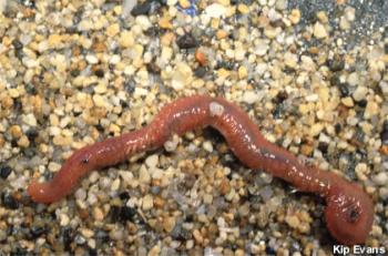 Bloodworm in sanctuary bed, courtesy Kip Evans, of National Oceanographic and Atmospheric Administration